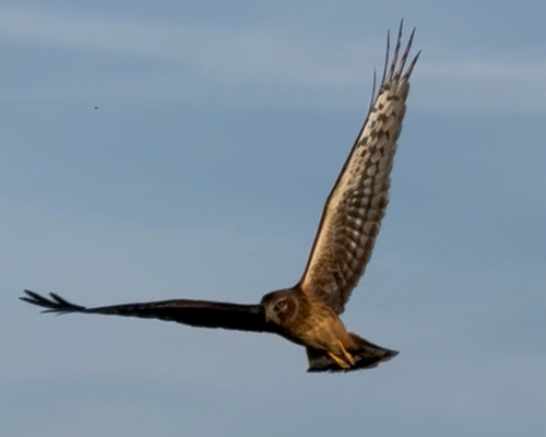 Northern Harrier