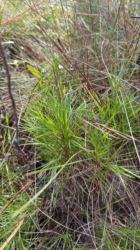 Dichanthelium aciculare, 2026-10-03