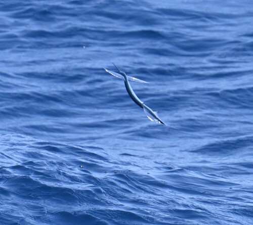 Euleptorhamphus viridis observed 2026-09-14