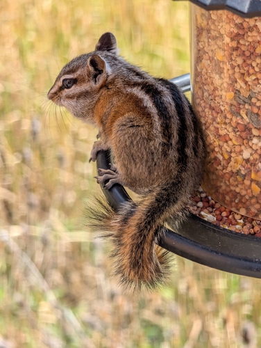 Uinta Chipmunk
