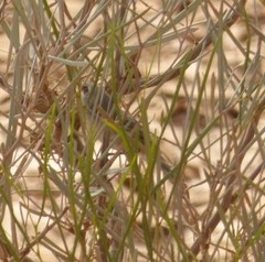 Malurus