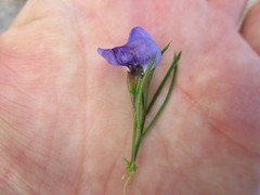 Psoralea azuroides