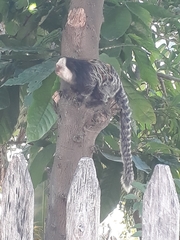 Callithrix geoffroyi