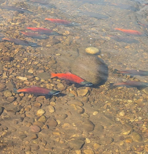 Sockeye Salmon