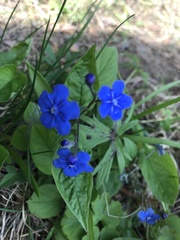 Omphalodes