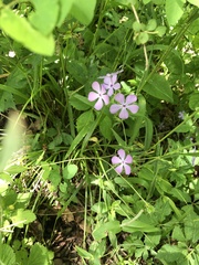 Phlox divaricata