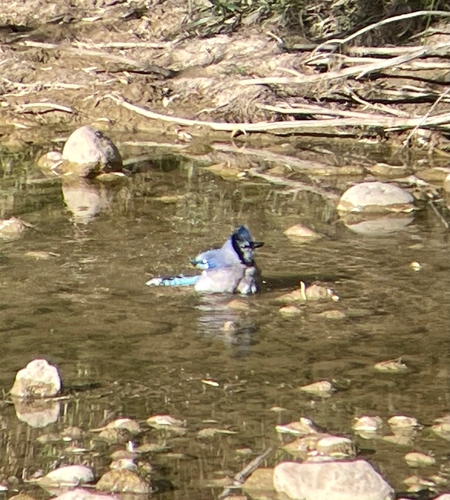 Blue Jay