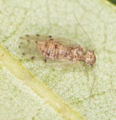 Ectopsocus californicus