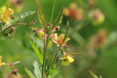Geum × meinshausenii