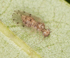 Ectopsocus californicus