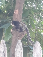 Callithrix geoffroyi