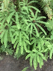 Adiantum aleuticum aleuticum