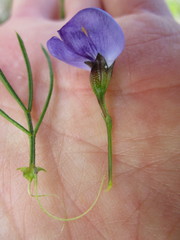 Psoralea azuroides