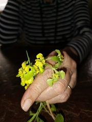 Chrysosplenium alternifolium