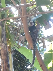 Callithrix geoffroyi