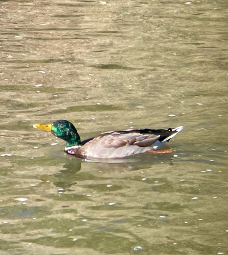 Mallard