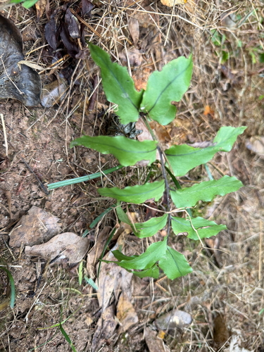 Cyrtomium fortunei observed 2026-10-03