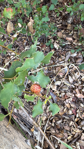 iNaturalist observation photo of Beaked Twig Gall Wasp