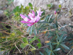 Daphne striata
