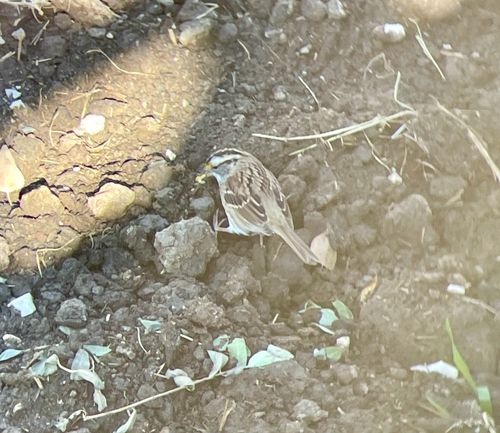 White-throated Sparrow