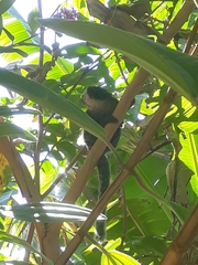 Callithrix geoffroyi