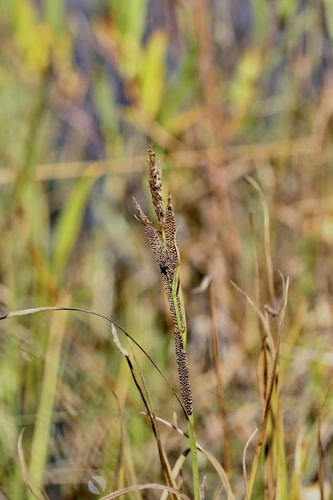 Carex aquatilis observed 2026-10-03