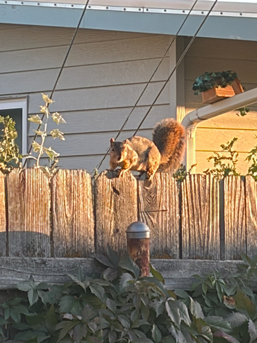 Eastern Fox Squirrel
