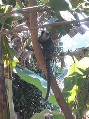 Callithrix geoffroyi