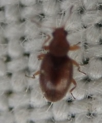 Corticarina similata