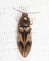 Stropenron hieroglyphica