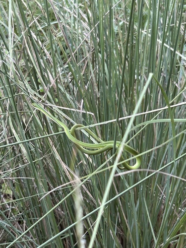 Rough Greensnake