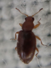 Corticarina similata