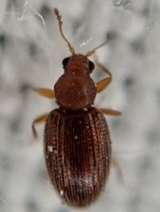 Corticarina similata