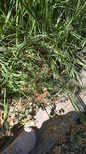 iNaturalist observation photo of irisleaf rush