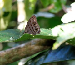 Megeuptychia antonoe