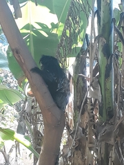 Callithrix geoffroyi