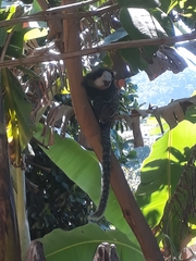 Callithrix geoffroyi