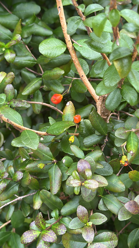 Myrcianthes fragrans, 2026-10-01