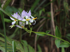Exacum tetragonum