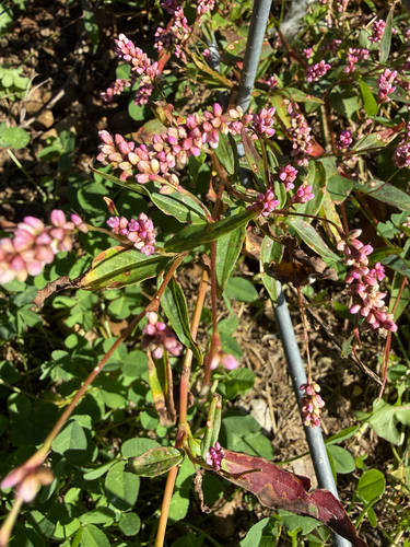 low smartweed