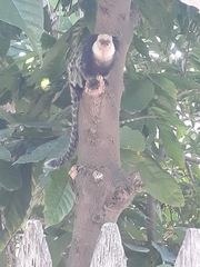 Callithrix geoffroyi