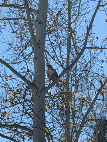 Red-tailed Hawk