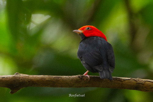 Red-headed Manakin