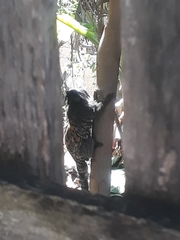 Callithrix geoffroyi