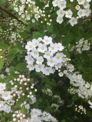 Magnoliopsida