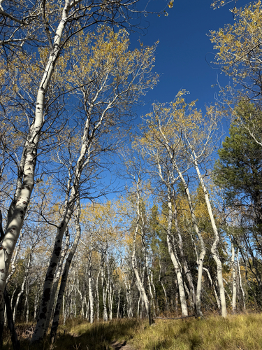 quaking aspen