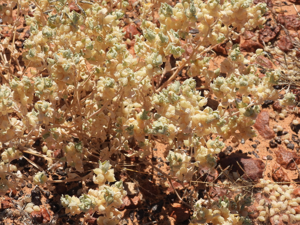Pop saltbush (Atriplex spongiosa)
