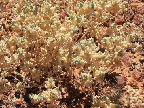 Pop saltbush (Atriplex spongiosa)