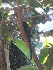 Callithrix geoffroyi