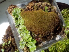 Marchantia polymorpha ruderalis